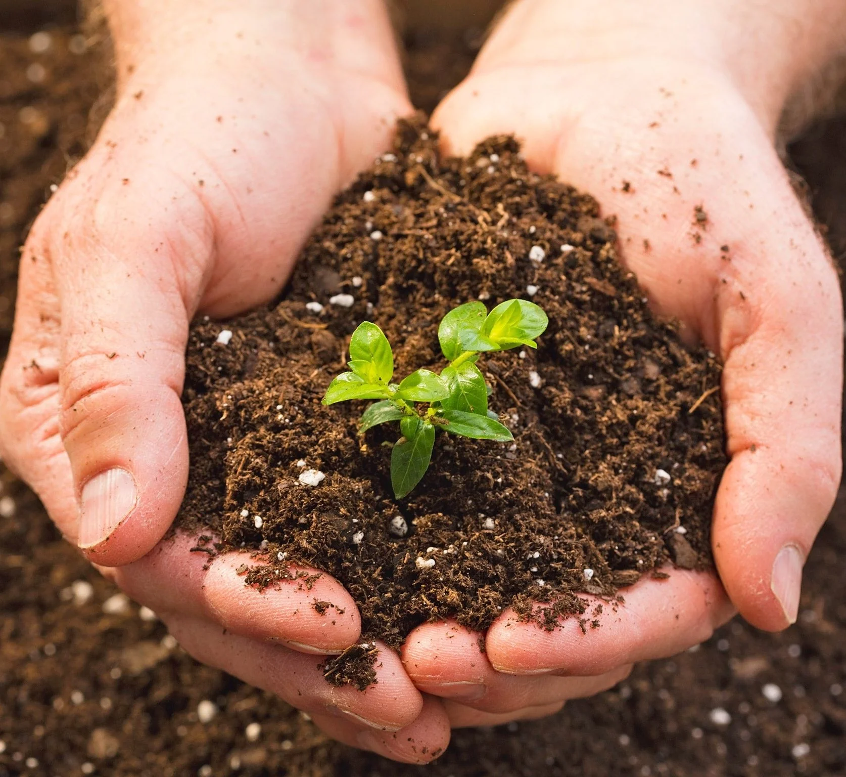 Red Soil, Compost, plants Supply preview 5